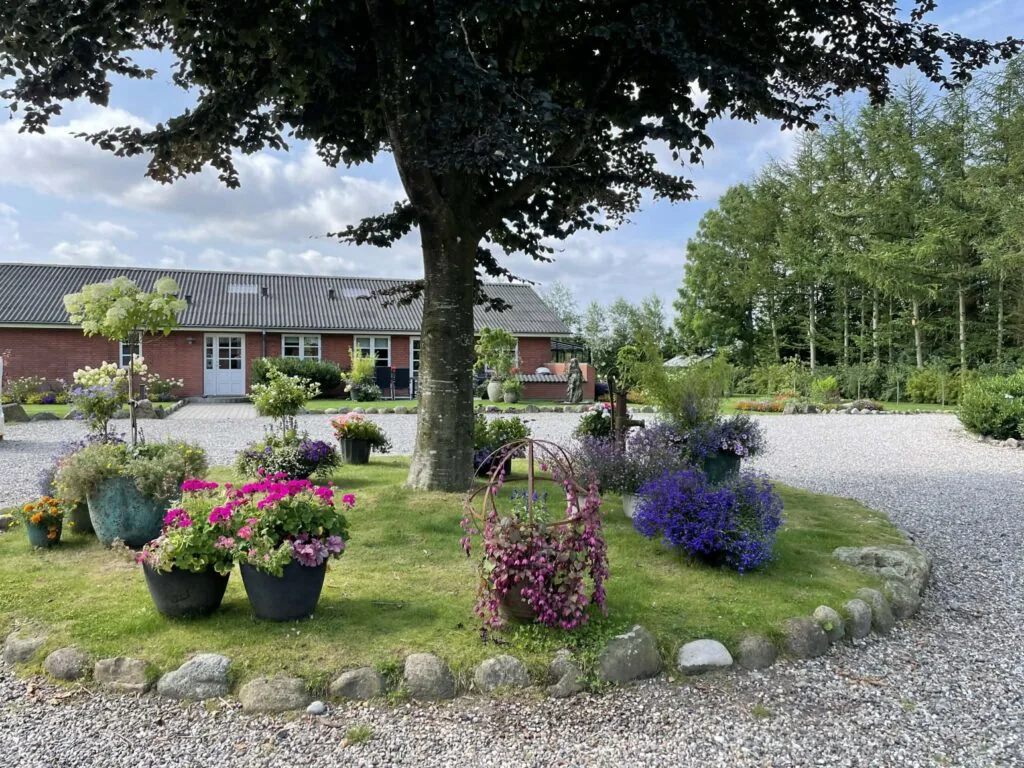 Blomsterkrukker med pelargonier og lavendel i græsset under et stort løvtræ med længen bagved.