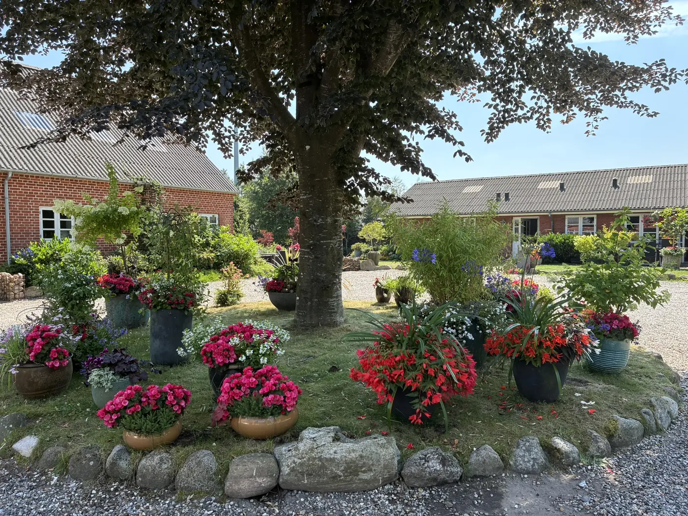 Blomsterbed under en stor blodbøg med krukker af begonier og pelargonier, med længerne i baggrunden.