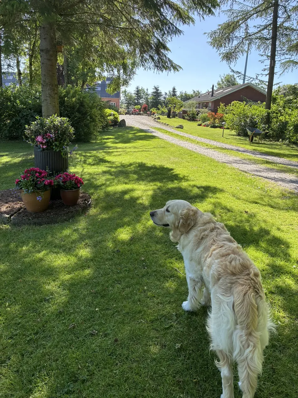 Golden retriever siddende på plænen ved grusvejen ind til gården en solrig dag.